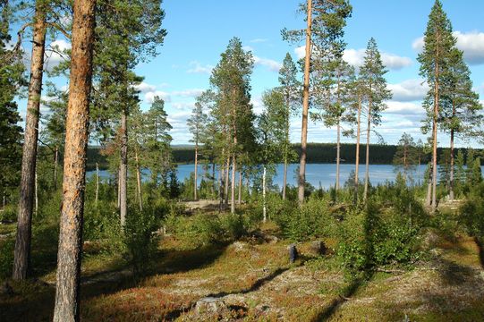 Land w Vuontisjärvi